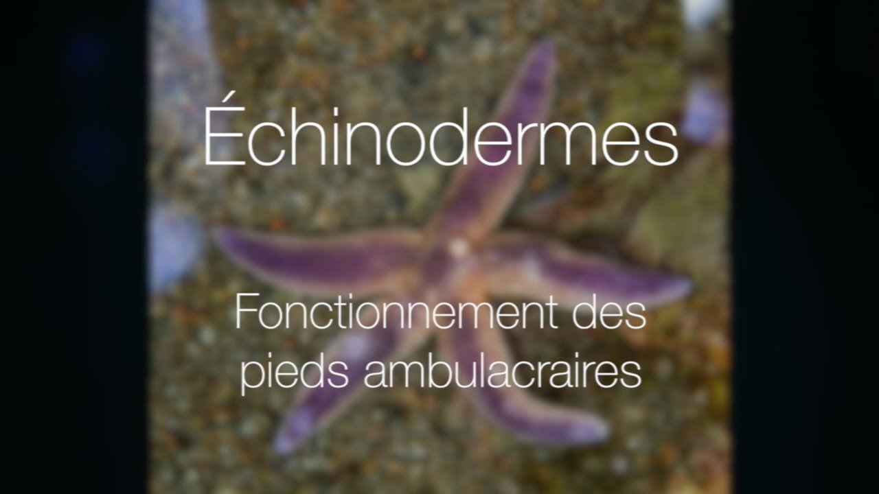 &Eacute;chinodermes