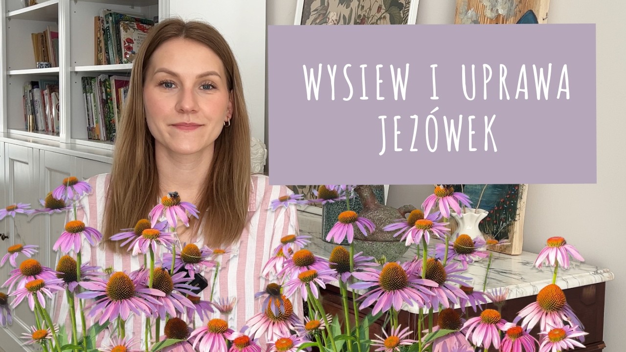 Jeż&oacute;wka z siewu krok po kroku 🌸 Jak wysiewać jeż&oacute;wkę purpurową i bladą?