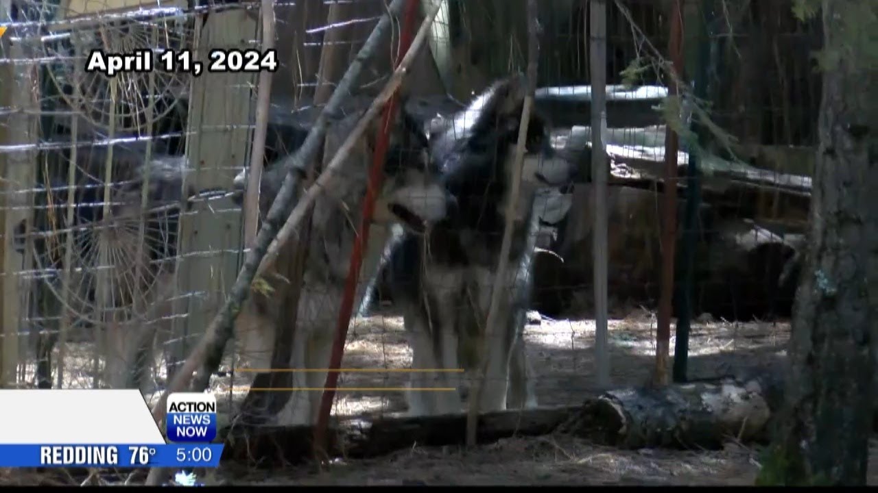 Law firm threatens a lawsuit against Shasta County if seven wolfdog puppies are not released