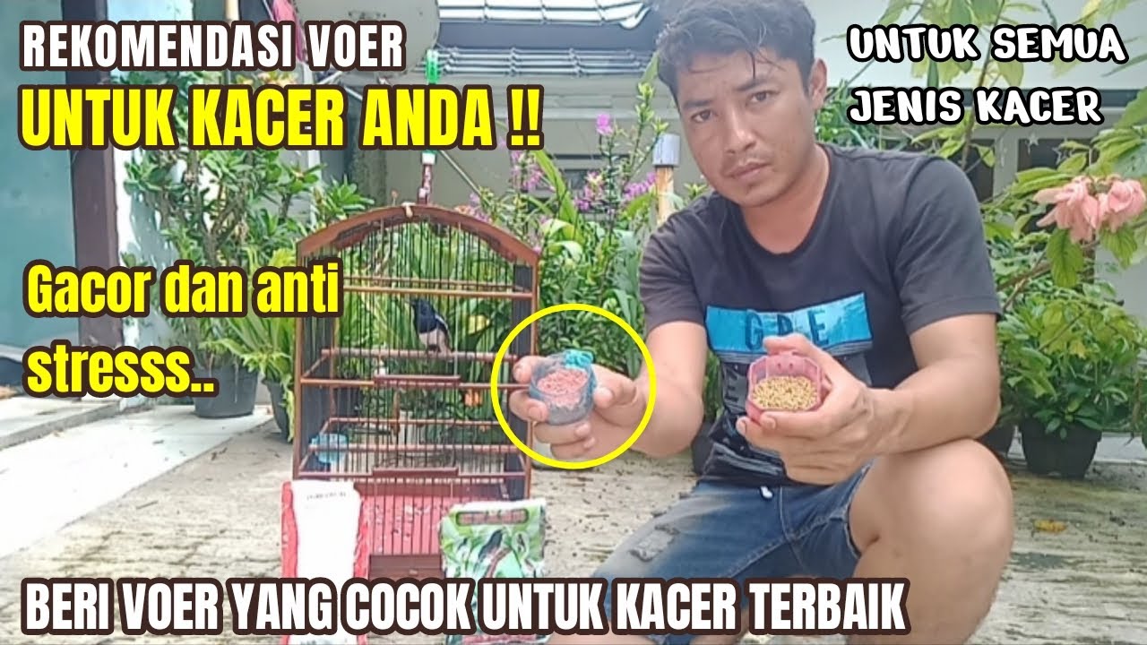 VOER YANG BAGUS BUAT KACER !! Cara memilih dan memberikan voer yang cocok untuk burung kacer