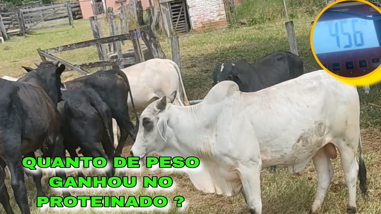🛑 QUANTO OS BOIS GANHOU DE PESO NO PROTEÍNADO ?