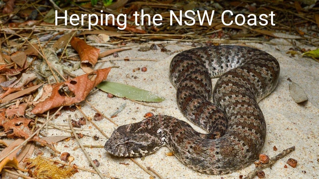 Herping the NSW Coast - Death Adders and Swamp Snakes
