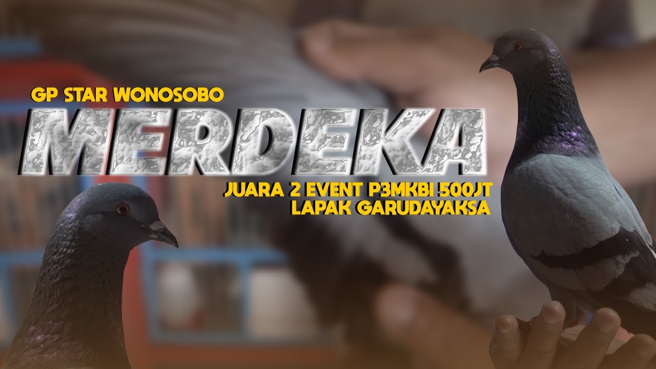 FULL REVIEW❗MERDEKA SANG JUARA 2 EVENT P3MKBI 500 JUTA LAPAK GARUDAYAKSA TEMANGGUNG🔥