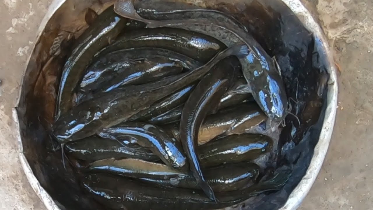 XIỆC CÁ LÓC ĐỒNG AO CẠN CÁ NHIỀU XIỆC QUÁ XƯỚNG TAI @**@TÙNG NHÀ BÈ 