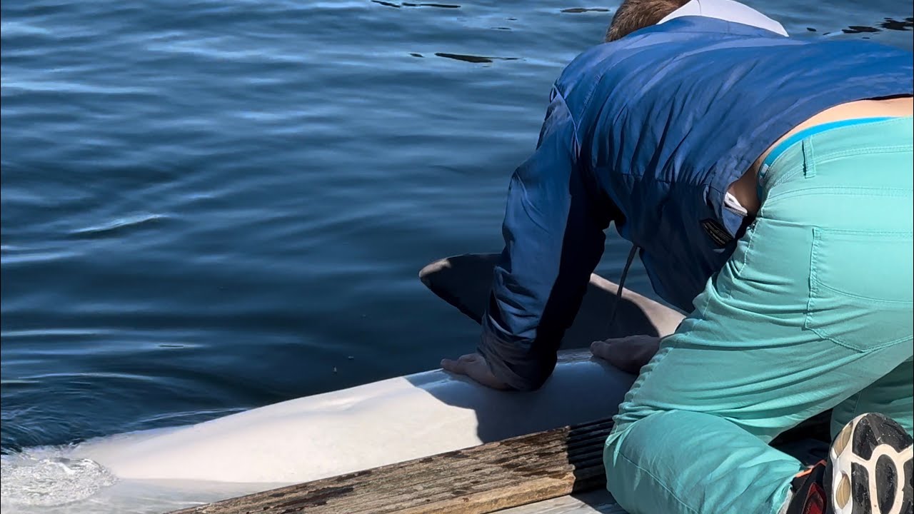 Patting Dolphins is really satisfying | Dolphin Encounter with Joker at Dolfinarium Harderwijk 🐬💖🤗