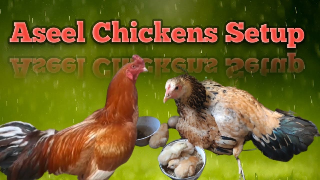 Aseel  Murgi Setup Video 31-3-2022 . - Arif Mobin Official