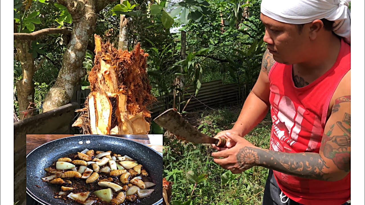 Mencari Ulat Pantu Dapat Hasil Yang Banyak Dan Terus Masak Goreng Bawang Holland.
