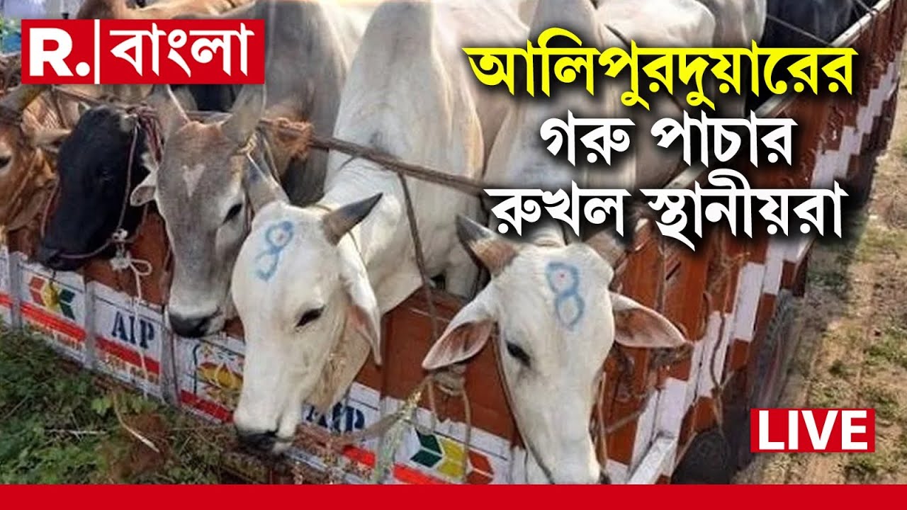 Cow Smuggling | আলিপুরদুয়ারের কুমারগ্রামে গরু পাচার রুখল স্থানীয়রা | Breaking News LIVE