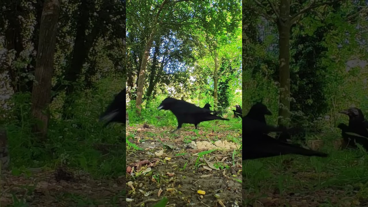 Smart Crow Executes Nice vertical Landing / Trail Cam / Cemetery Wildlife 4K