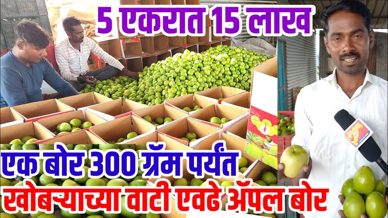 एक बोर खोबऱ्याच्या वाटी एवढे,5 एकरात 15 लाख उत्पन्न,ॲपल बोर यशोगाथा  |apple_bore,ॲपल_बोर visionvarta
