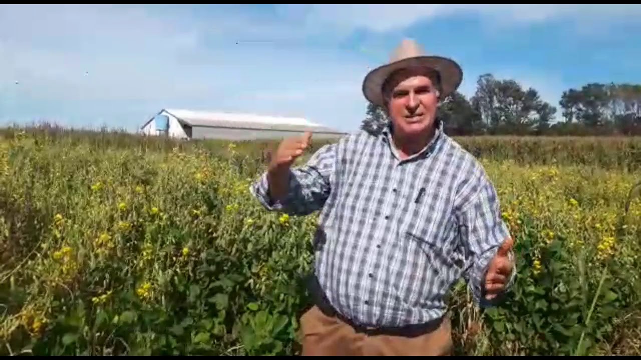 Plantas de Cobertura - Calegari responde: Qual a melhor planta para cobertura do solo