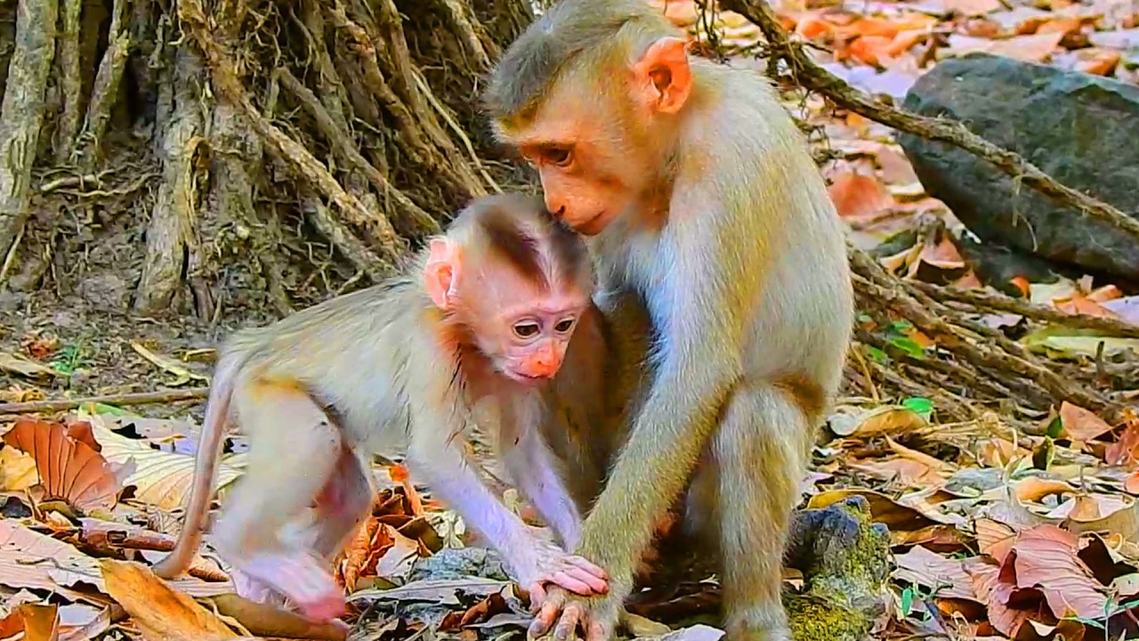 Mollie falls in love with newborn Boris coz he is so adorable, Do they share the same birth father?