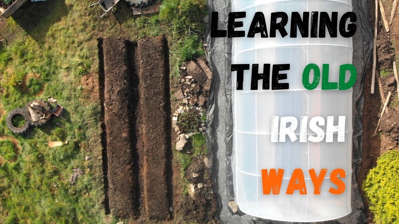 Картофель ленивой грядки по старинному ирландскому рецепту