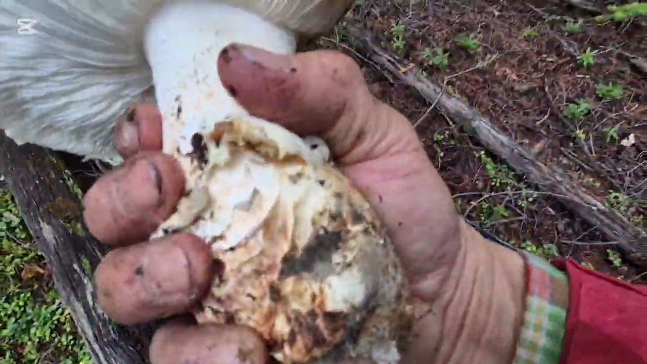 벤쿠버 송이 버섯, Part 2 , Vancouver Pine Mushroom