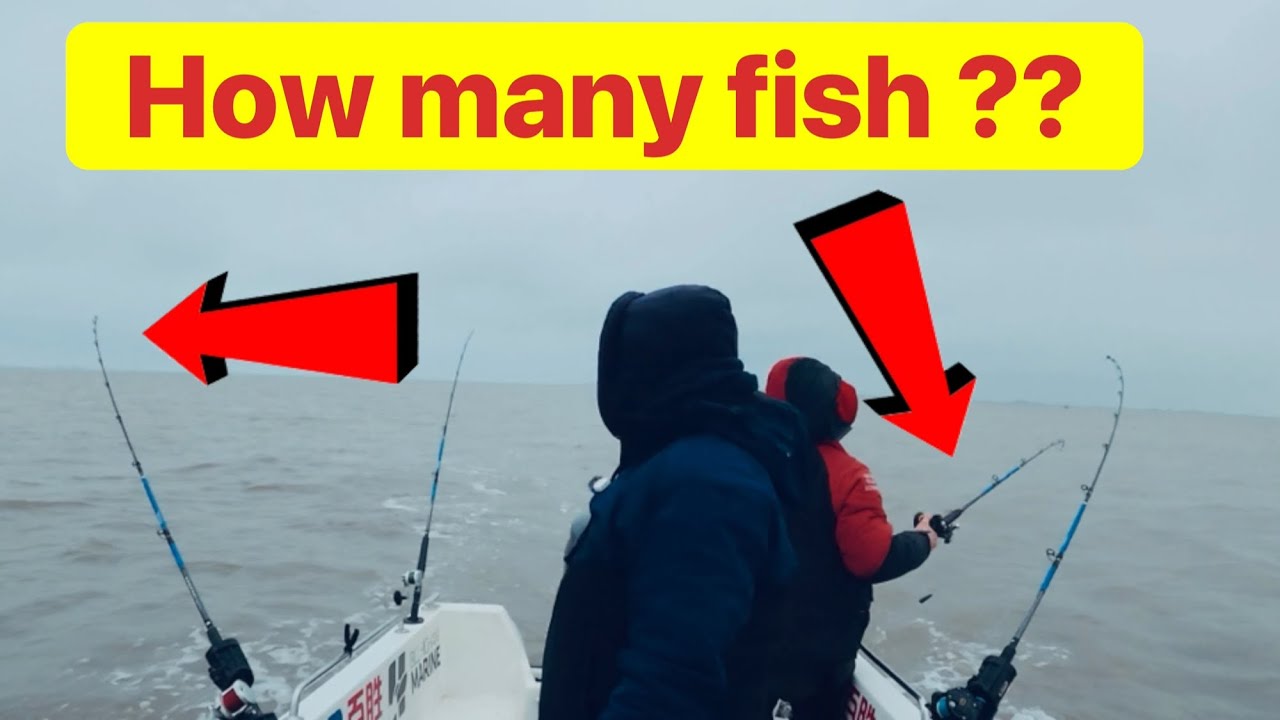 How many cod did we catch ?? Sea fishing uk