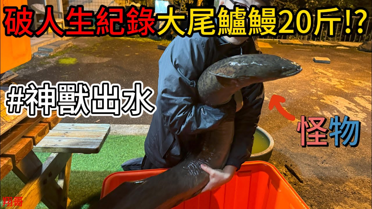 抓過最大的鱸鰻20斤!? 一籠破3萬！？超震撼 同場加映記錄三角姑一集破兩次紀錄 酸菜魚料理!!!!#抓海鲜 #自由潛水 #料理