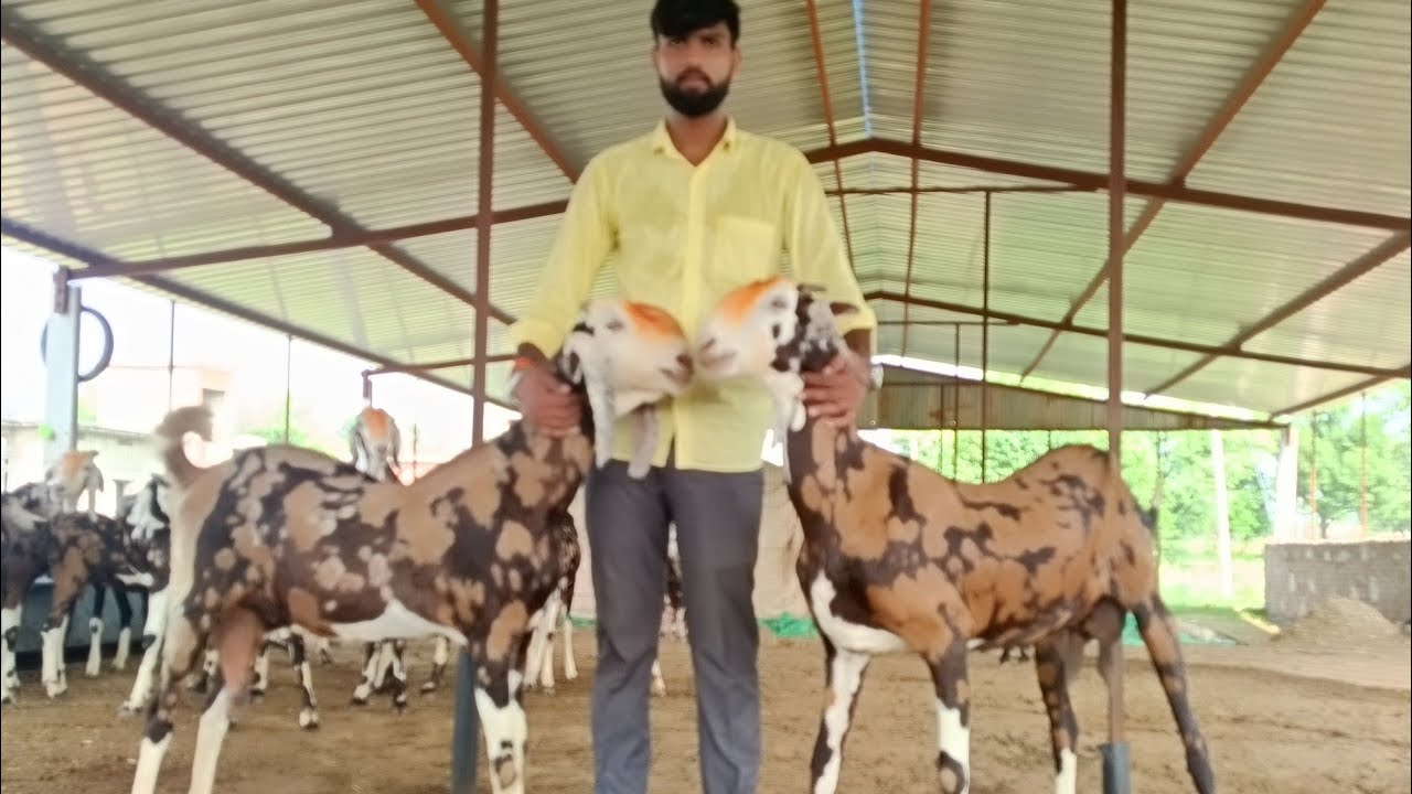 SUPAR QWALITY KI HEERALAL JI GURJAR KI GUJRI BAKRIYA #khassigoat #goatlife #malegoat #ytshortsindia