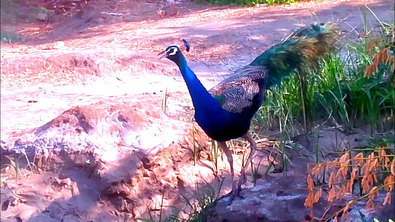 Beautiful peacock| Opening Feathers In  Pakistan And | Amezig  peacock video