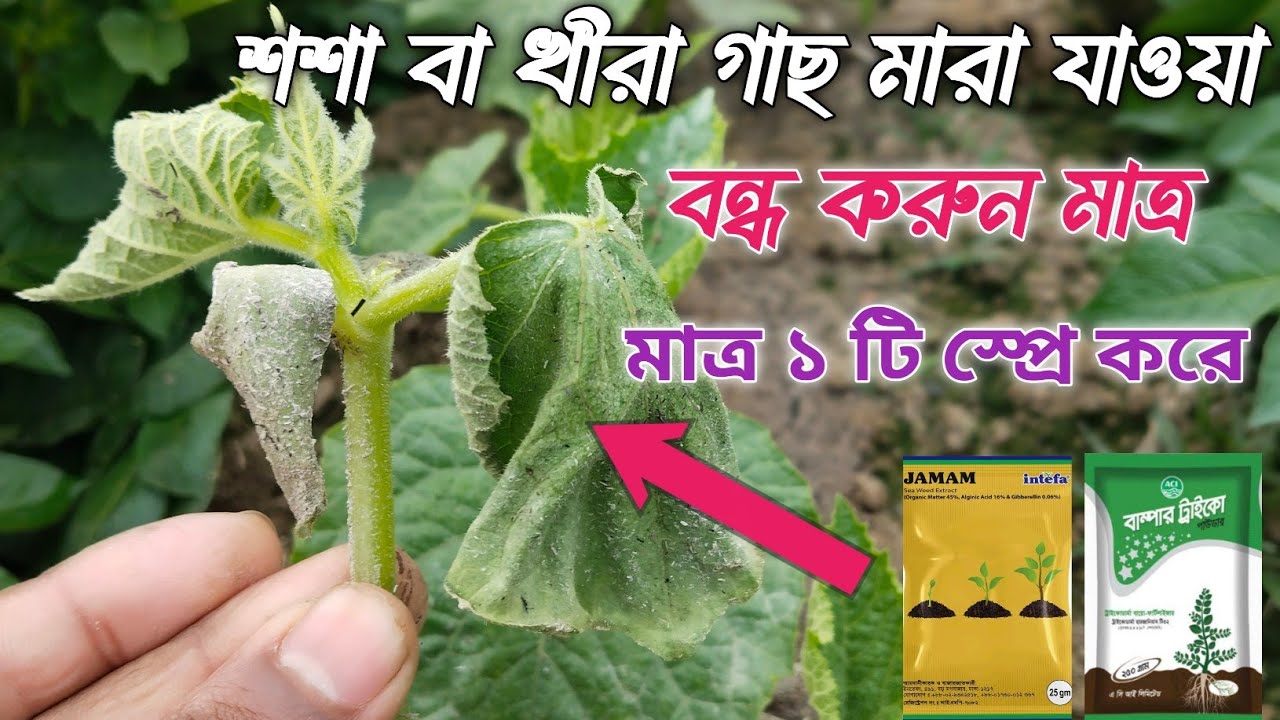 শশা গাছের চারা মারা যাওয়ার কারণ। শশা গাছের গোড়া পচা রোগের প্রতিকার। 