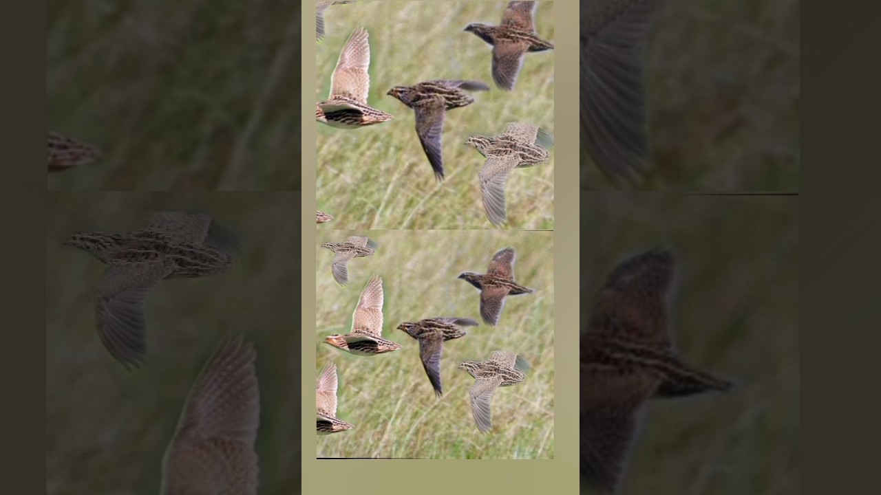quail sound صوت الفري السمان #quail #فري #سمان