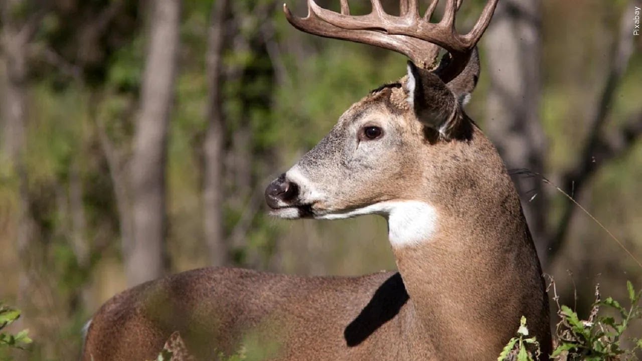 Missouri Department of Conservation sets dates for 2026-2027 deer, turkey hunting seasons