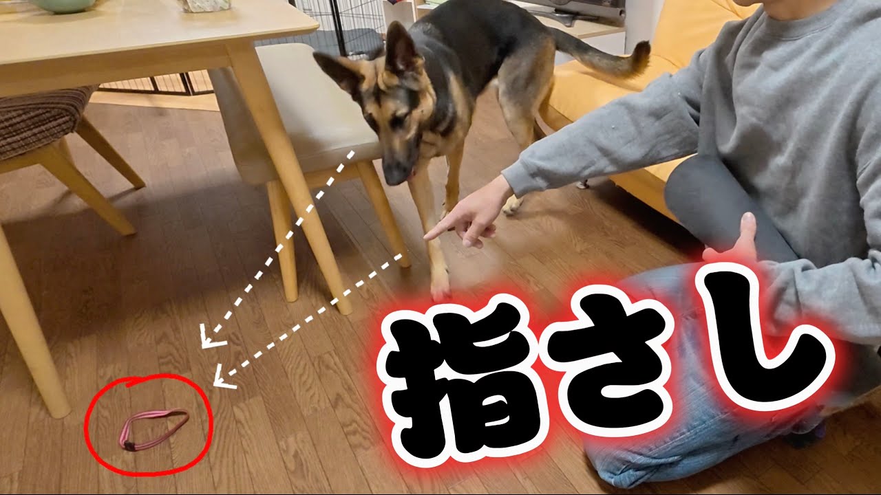 指差した空間の延長線上を犬は理解しているか検証してみました　ジャーマンシェパードのレイ