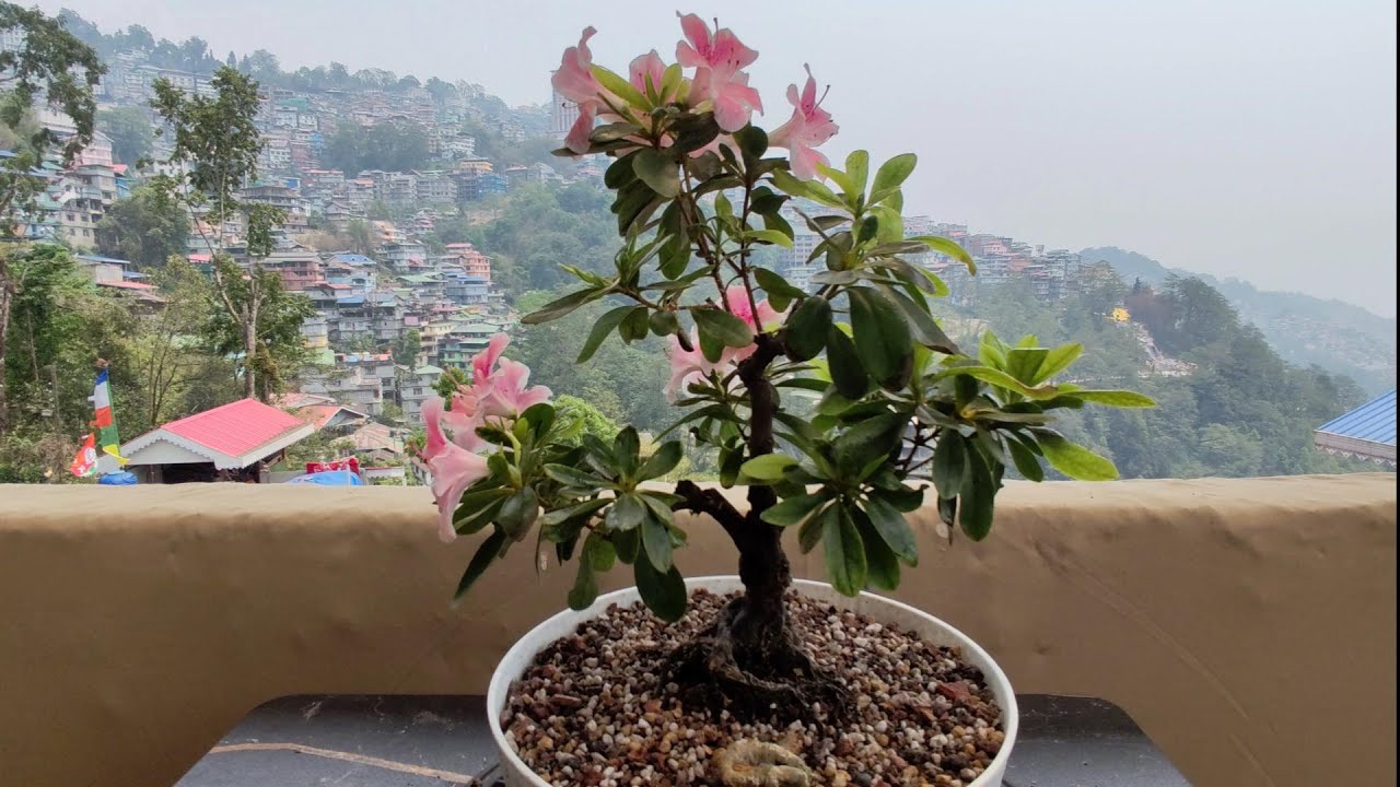 My Azalea Bonsai in Bloom | Pruning and Repotting