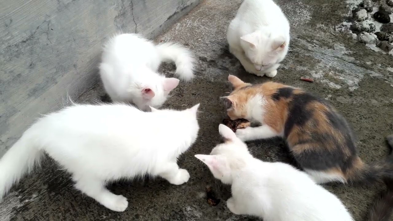 KASIH MAKAN KUCING DAGING AYAM 500 GR HABIS 5 KUCING SAMA INDUKAN LIVE SIRAHNOGO GLONGGONG DOLOPO MA