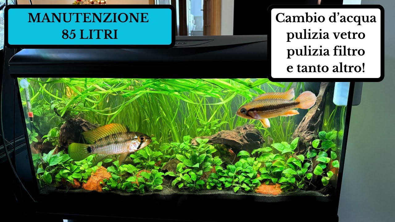 Come faccio LA MANUTENZIONE al mio ACQUARIO DA 85 LITRI? 🐠💦