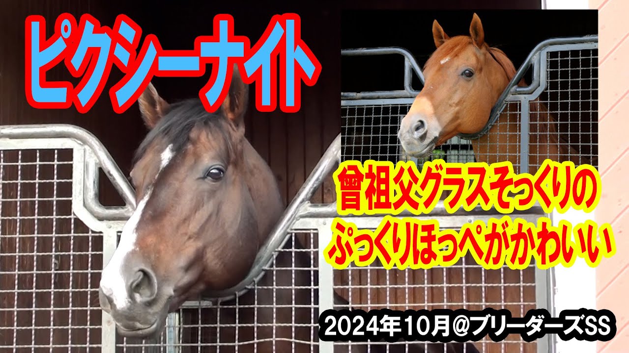 【ピクシーナイト】曾祖父グラスワンダーに似たおっとりさとぷっくりほっぺがかわいい