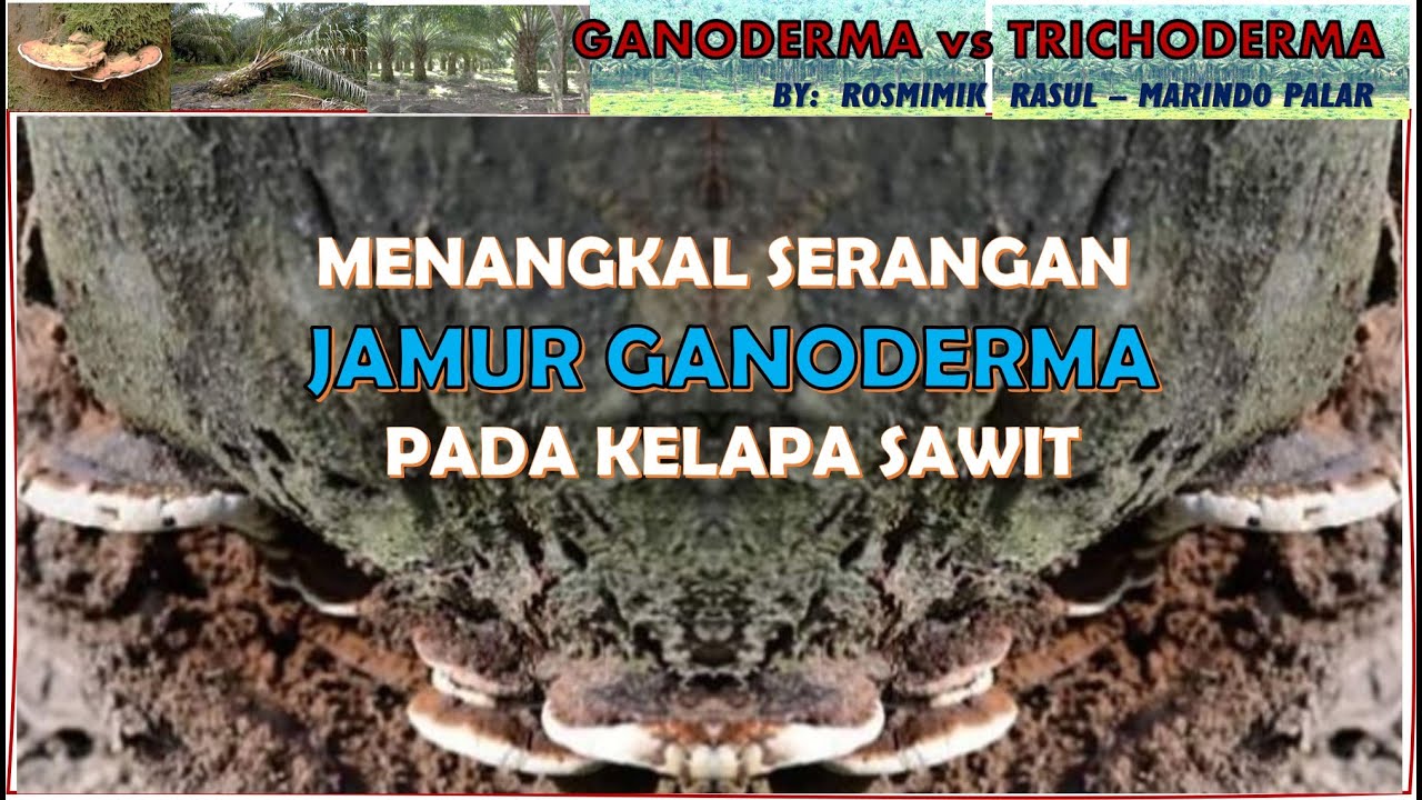 MENANGKAL SERANGAN JAMUR GANODERMA PADA KELAPA SAWIT