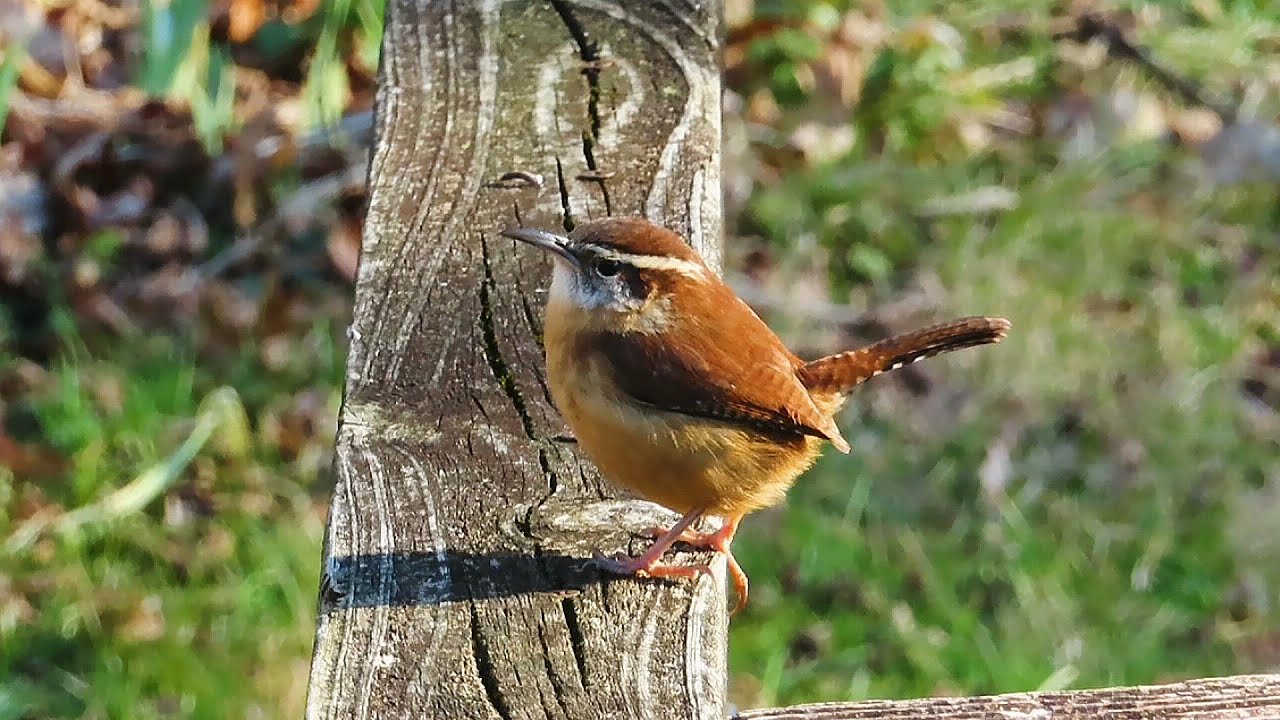 Psalm 118 : 24  __  A New Year To Celebrate God