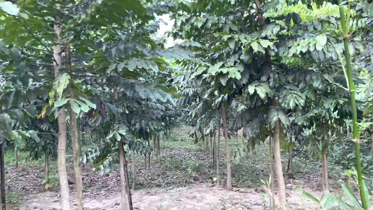 After 2 year my Malaysian Sal  tree high 12-15 feet