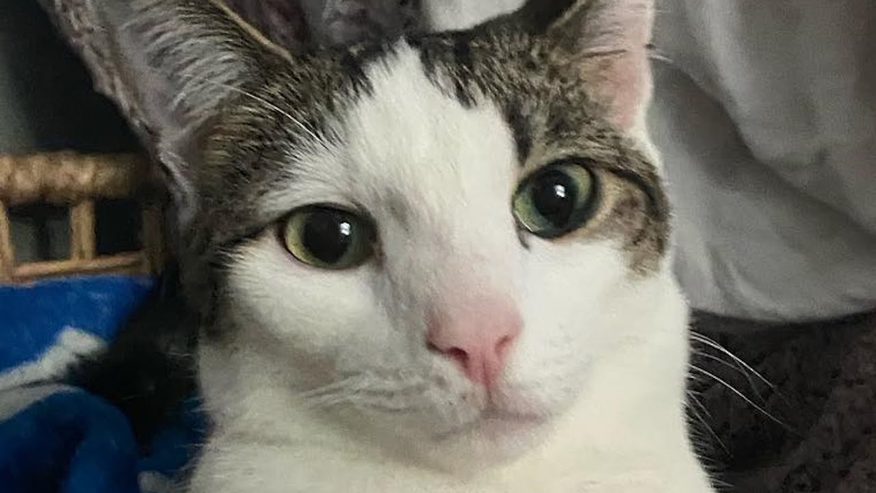 Disabled cat has sweetest bond with mom