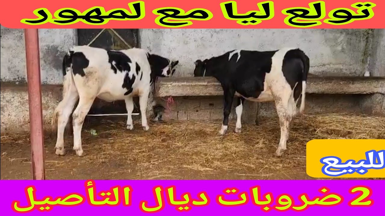 دائما الجديد💫 2 ضروبات ديال التأصيل🌟 إتصل 06.66.21.69.68📞 ألو سي يوسف نواحي الغرب🇲🇦 
