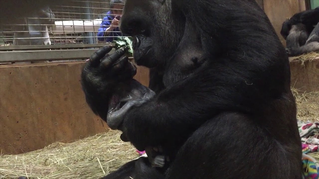 B-Roll: Western lowland gorilla,  Calaya, giving birth