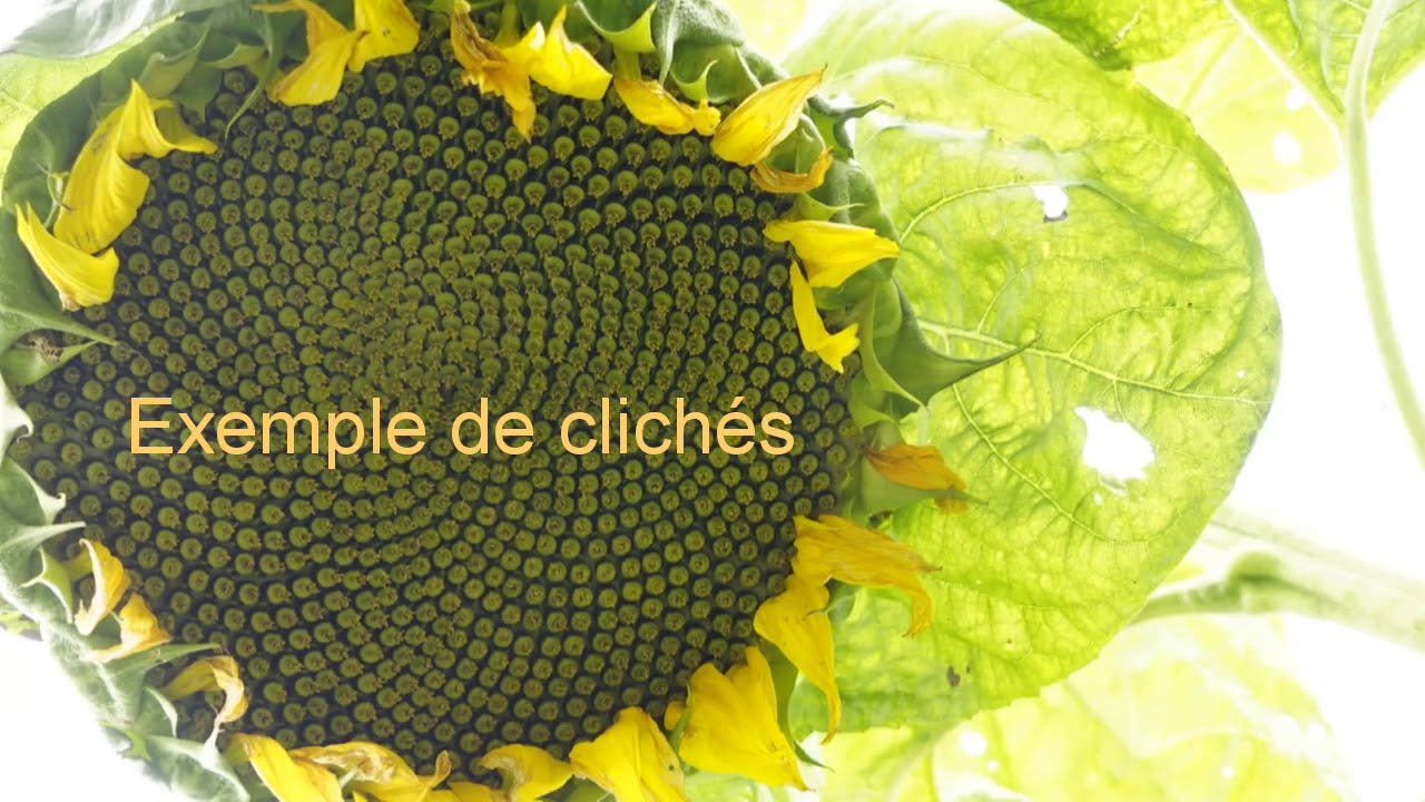 Mieux Photographier son Potager. FORMATION PHOTO