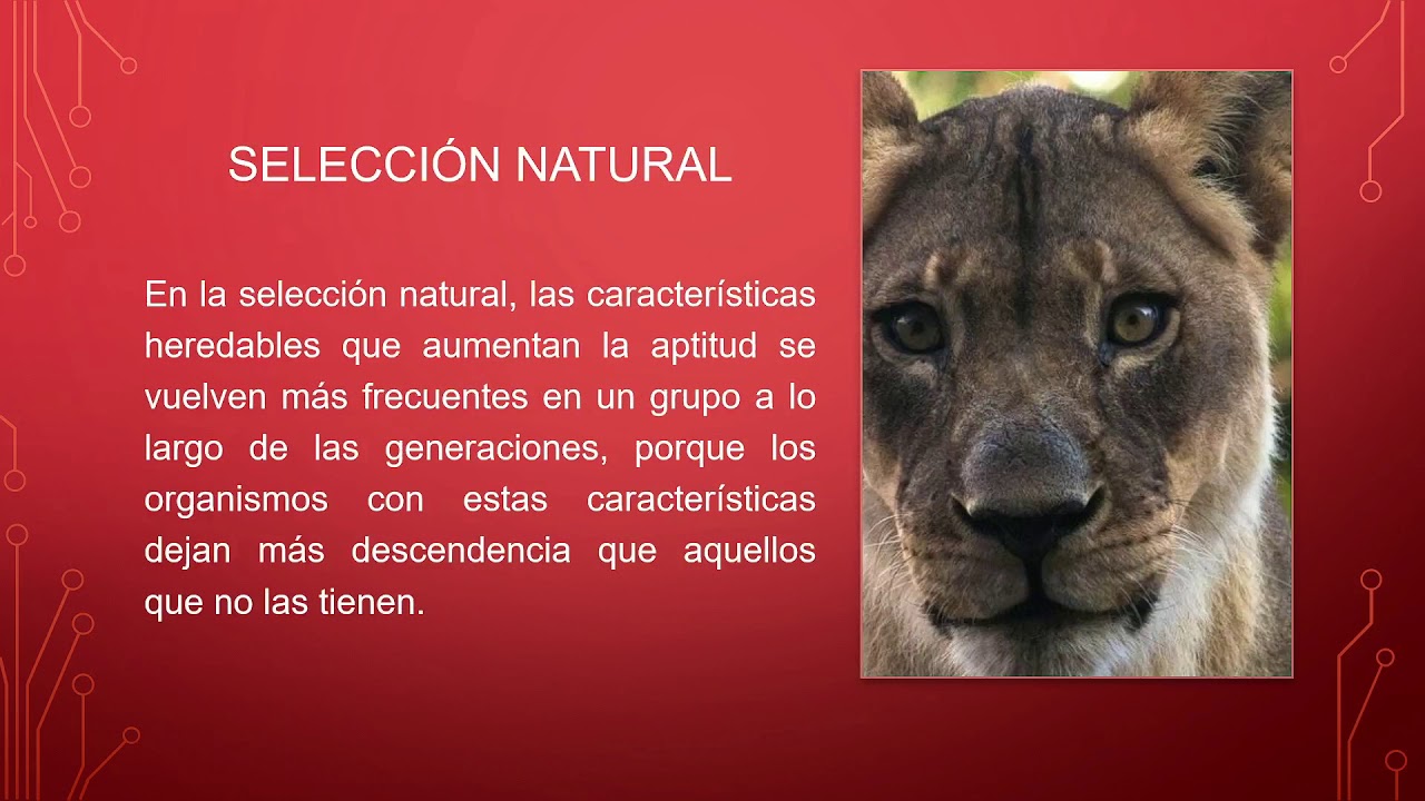 Comportamiento innato y aprendido