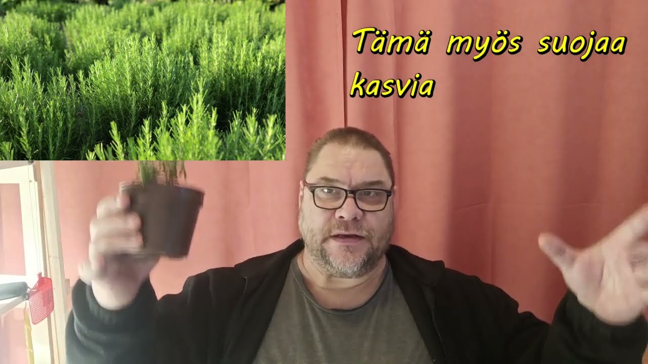 Rosmariini kasvamaan kesäksi? Ohje kasvatukseen