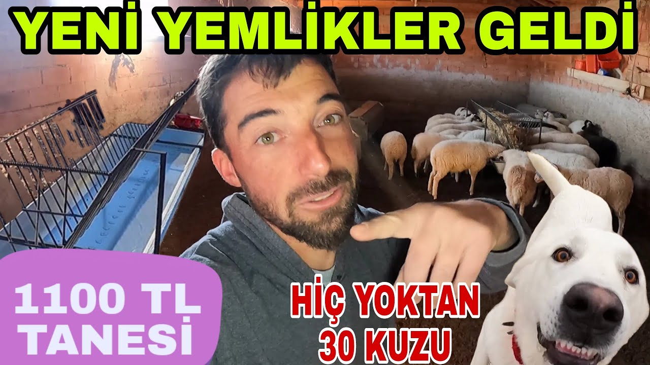 HİÇ YOKTAN 30 KUZUMUZ OLDU!! YENİ YEMLİKLER GELDİ KOYUNLAR RAHATLADI