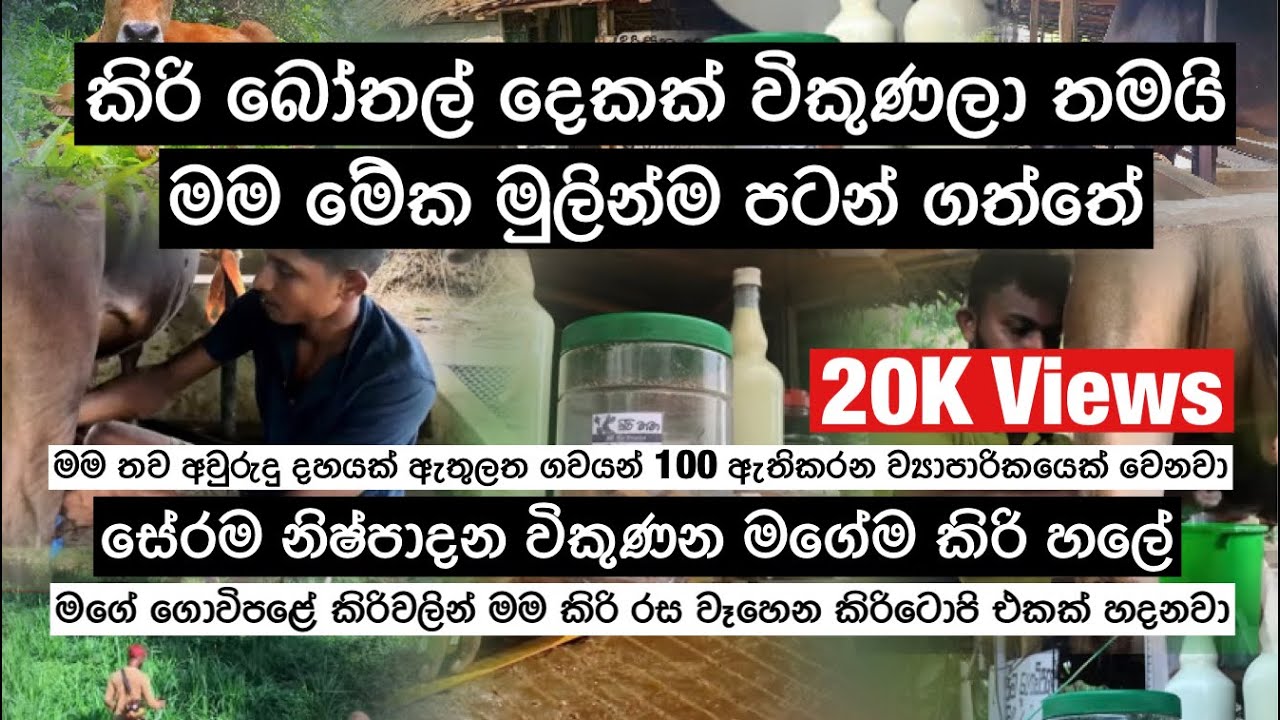 කිරි ගව පාලනයෙන් ජීවිතය ජයගත් කිරි මාමා Kiri Mama👨🏻‍🌾 Srilankan Small Dairy Holders🐄🥛