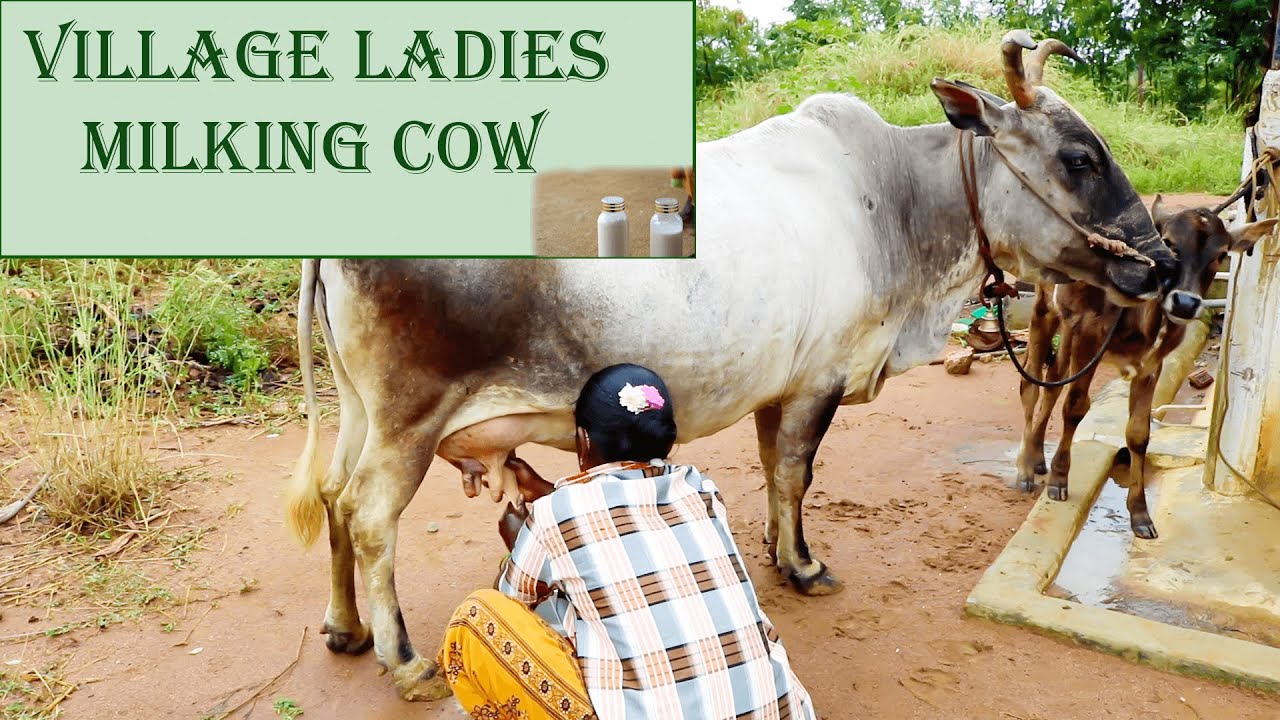 Cow Milking |Natural Milking | Village Cow || Village hut food