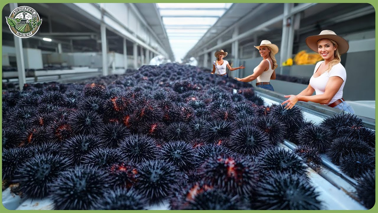 How Millions of Sea Urchins Are Processed - Massive Sea Urchin Harvesting For Luxury Uni
