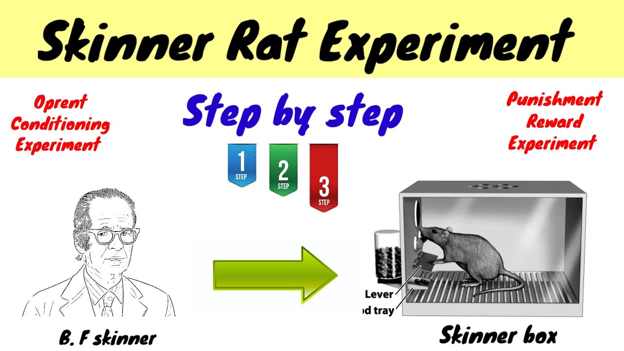 Skinner Rat experiment || Oprent Conditioning || Punishment & Reward || hindi/urdu