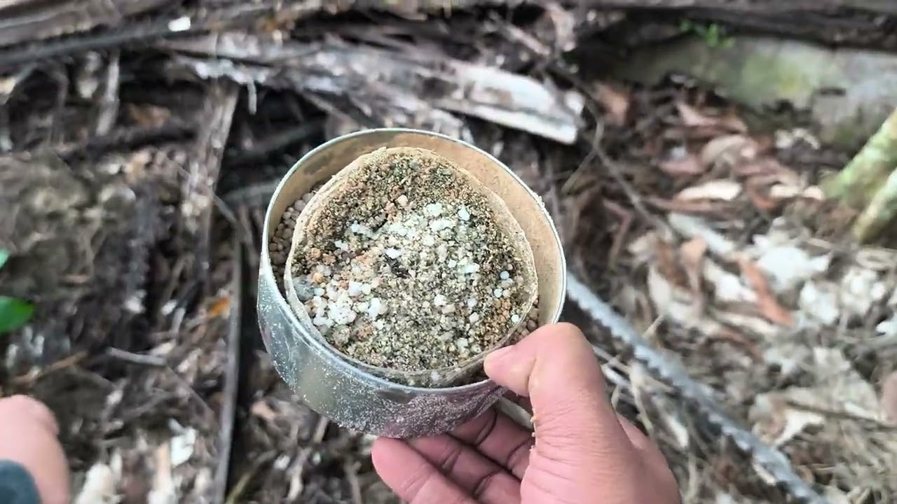 Tanam pokok cempedak durian ch38
