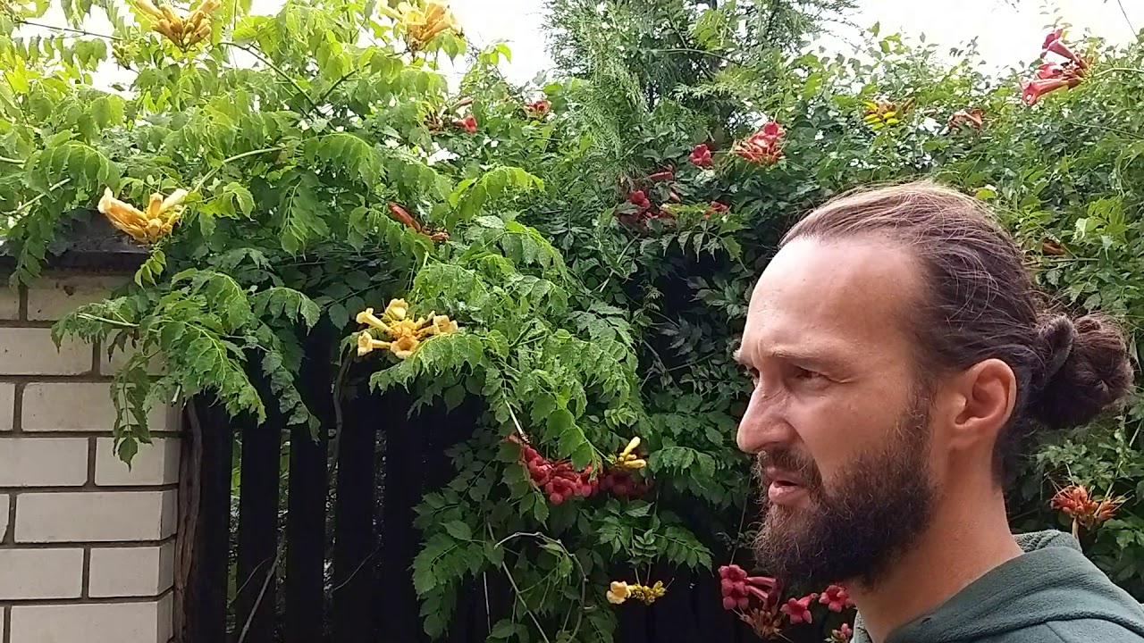 Кампсис укореняющийся