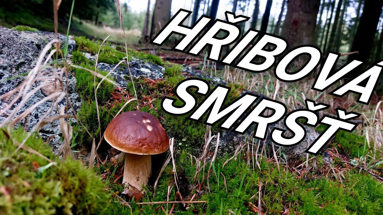 Les plný smrkových hřibů. Houbaření na Karlovarsku 3.10.2024