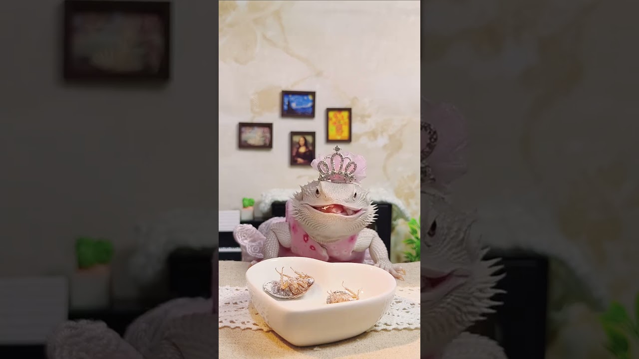 Mukbang delicious insects with lizard princess