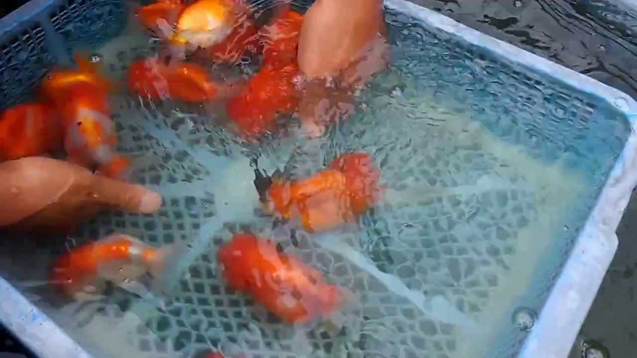 雙溪金魚錦鯉養殖場之蘭壽大亂鬥