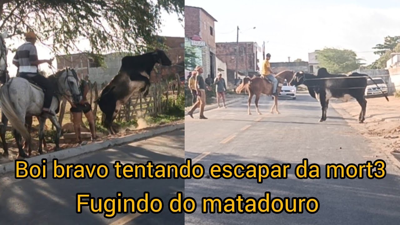 Boi bravo escapa do curral do matadouro @julioferreirajf 